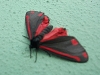 Cinnabar Moth