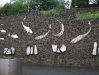 Fish Wall Art 