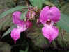 himalayan-balsam-2