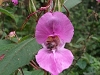 himalayan-balsam-3