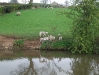 lambs