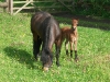 Mare and Foal