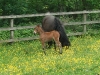 Mare and Foal