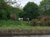 Ponies