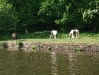 Ponies