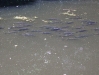 Basking Bream