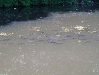 Basking Bream