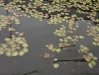 Water Plantain