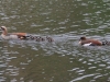 egyptian-geese-3