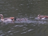 egyptian-geese-4