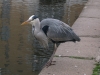 heron-5