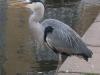heron-6