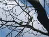 parakeets-3