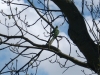 parakeets-4