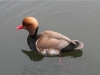 red-crested-pochard-7