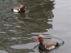 red-crested-pochard-8