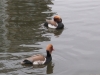 red-crested-pochard-9