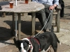 The Crew and Harpur Arms - Swarkestone, Derbys.