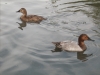 a-pair-of-canvasback-ducks-2