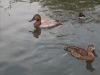 a-pair-of-canvasback-ducks-3