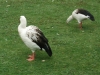 andean-geese