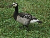 barnacle-goose