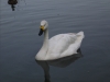 bewick-swan