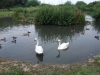 bewick-swans-2