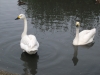 bewick-swans-3