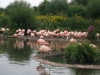chilean-flamingoes-2