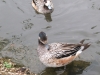 chiloe-wigeon-2