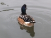 chiloe-wigeon-4