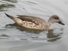 crested-duck-2