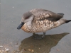 crested-duck