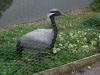 demoiselle-crane