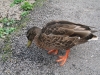 female-mallard