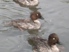 goldeneye