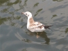juvenile-black-headed-gull