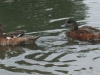 juvenile-wigeon