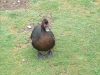 muskovy-duck-2