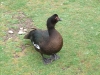 muskovy-duck