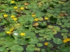 pond-2
