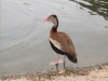 red-billed-whistling-duck