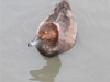 ring-necked-duck-female