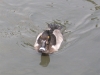 ring-necked-duck-male