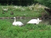 trumpeter-swans-2