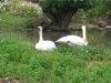 trumpeter-swans-3