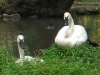 trumpeter-swans