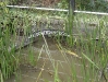 A Bridge for Moorhens and Ducks, Bless!                               