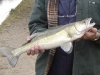  At last a Zander!                              